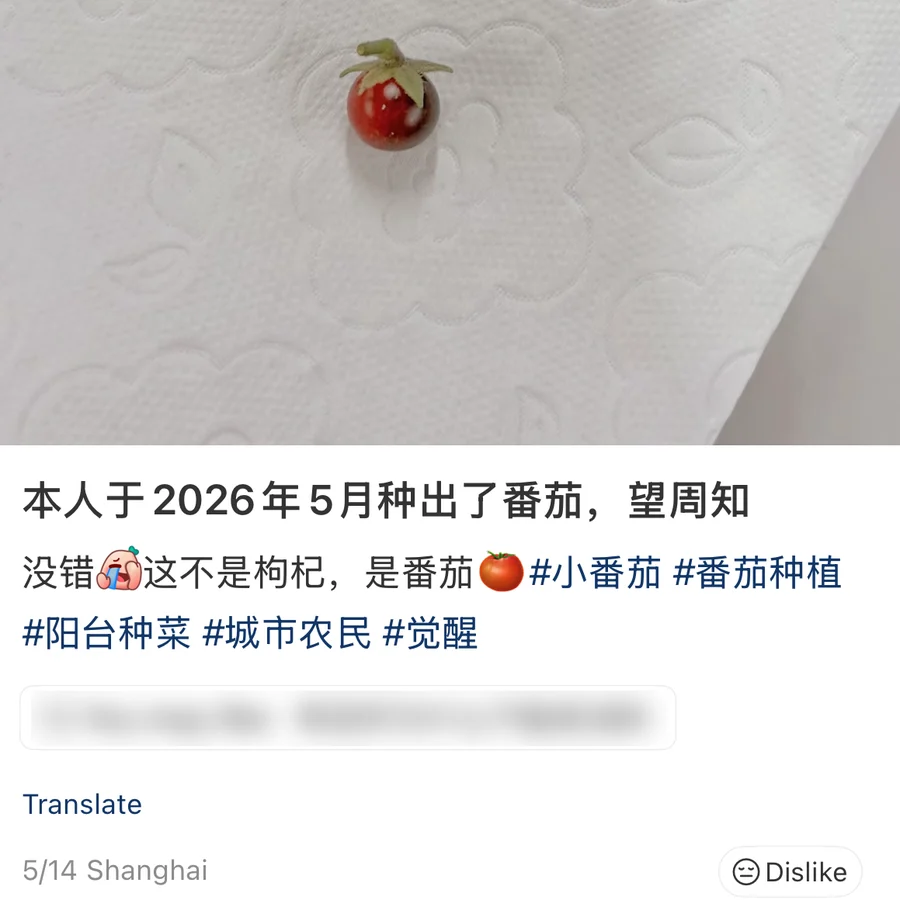 A post showing one cherry tomato, the size of a goji berry, resting on a folded tissue in someone's palm; the caption reads 本人于2026年5月种出了番茄，望周知; username blurred, 43.8K likes